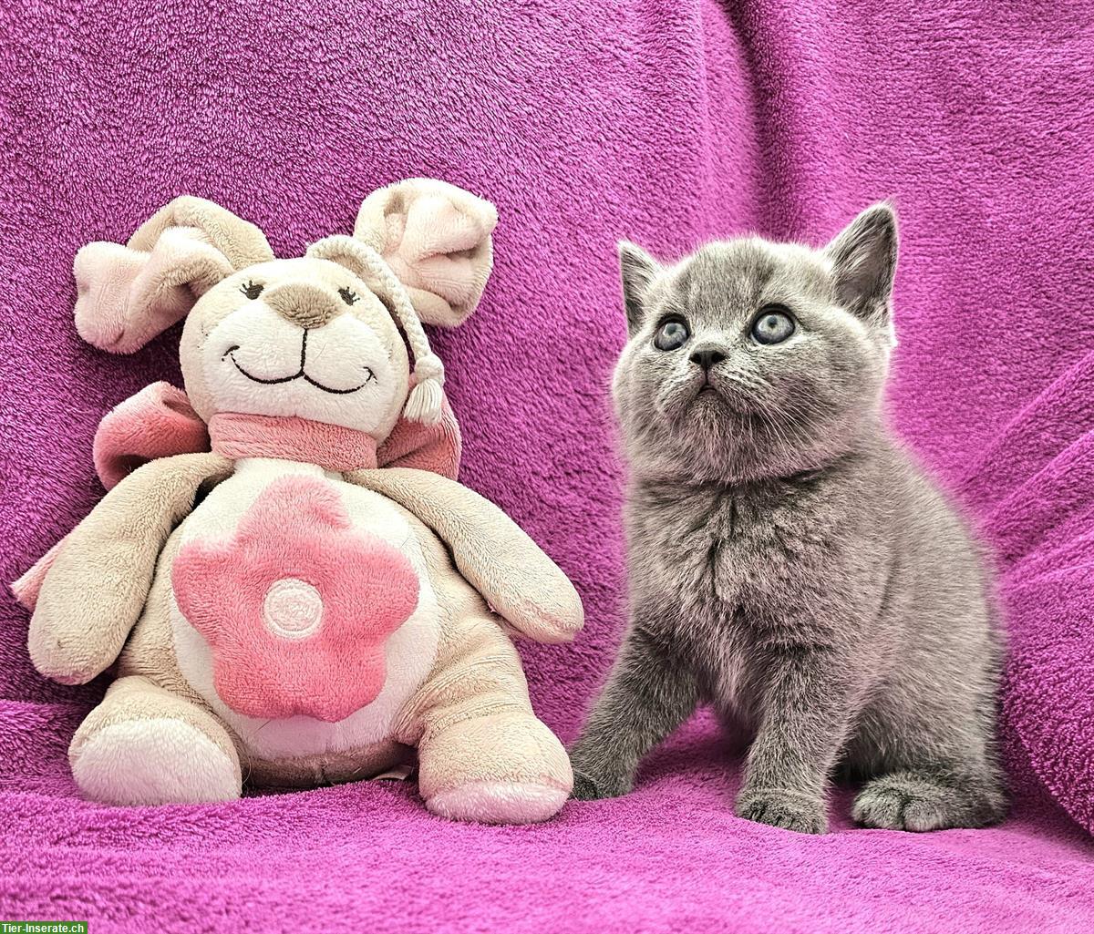 Bild 2: Britisch Kurzhaar Kätzchen zu verkaufen