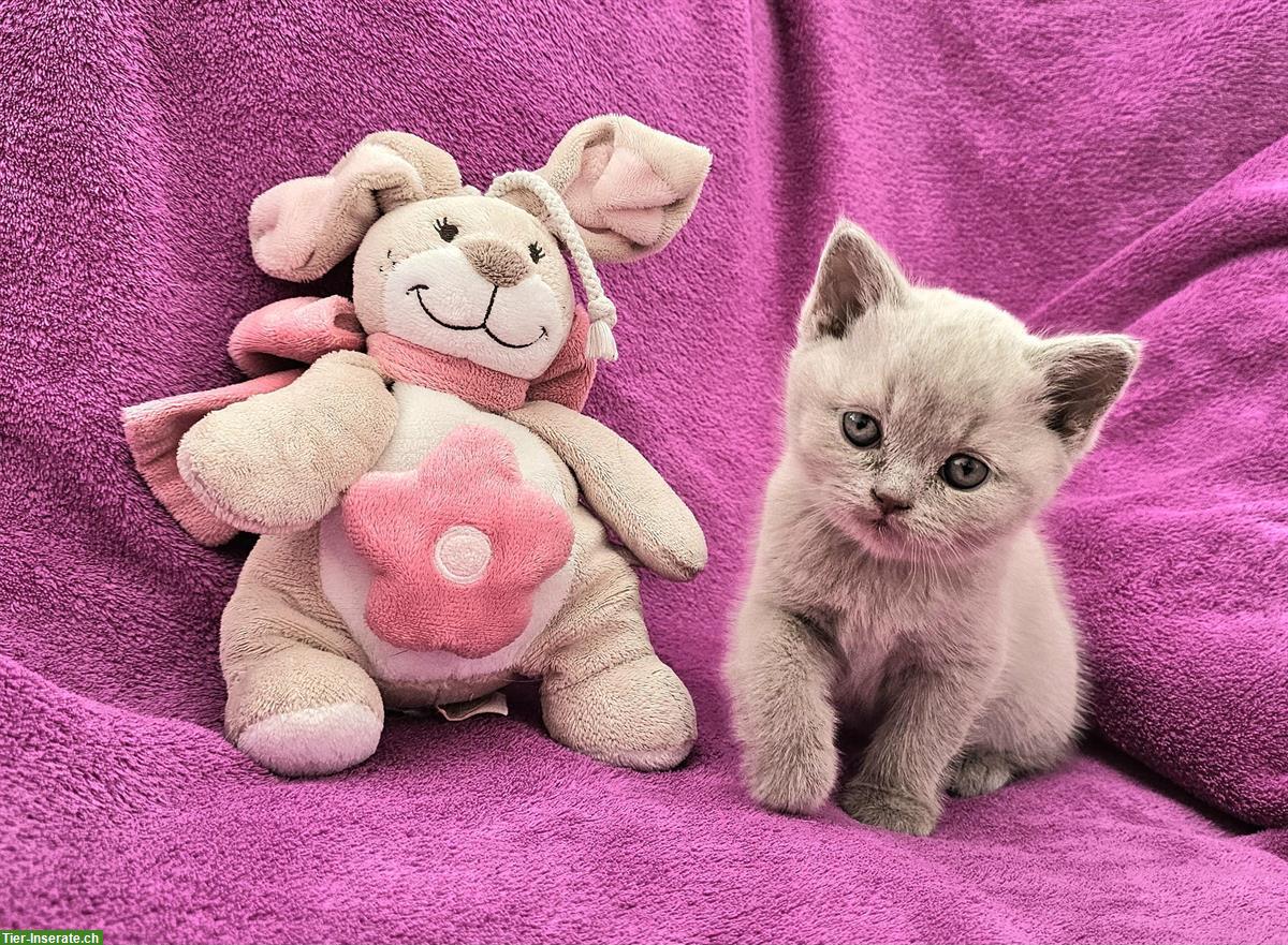 Bild 3: Britisch Kurzhaar Kätzchen zu verkaufen