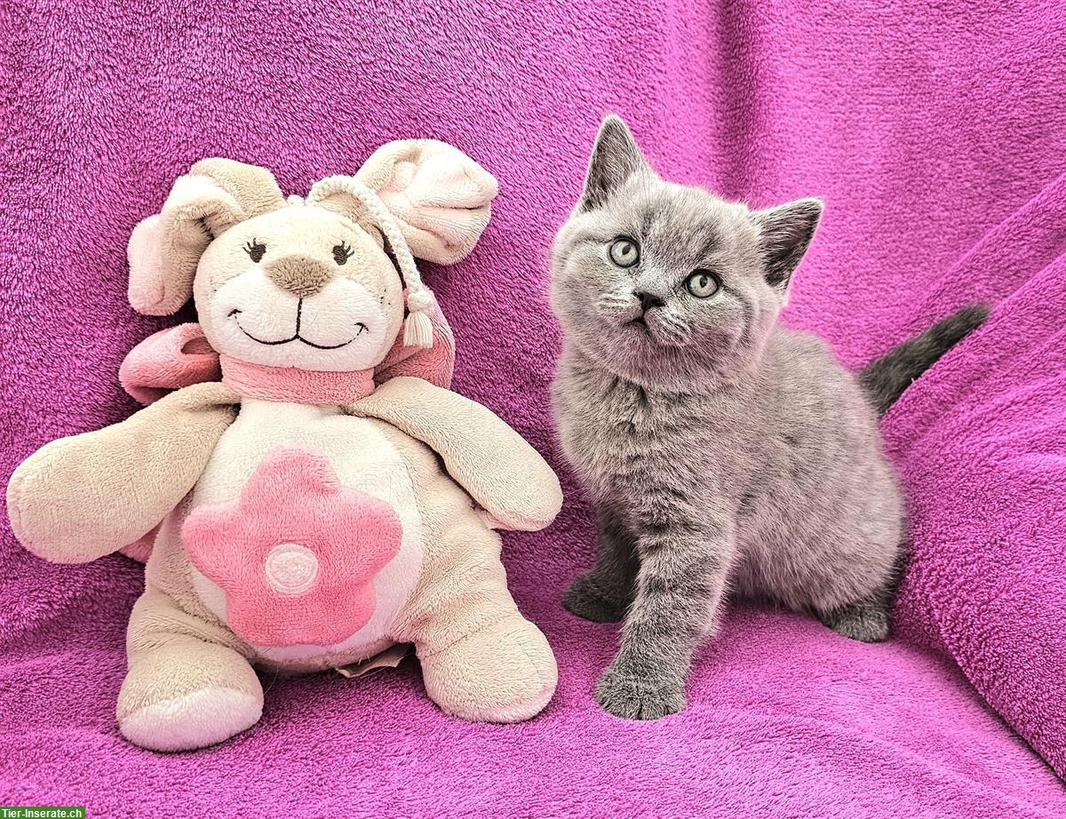 Bild 4: Britisch Kurzhaar Kätzchen zu verkaufen