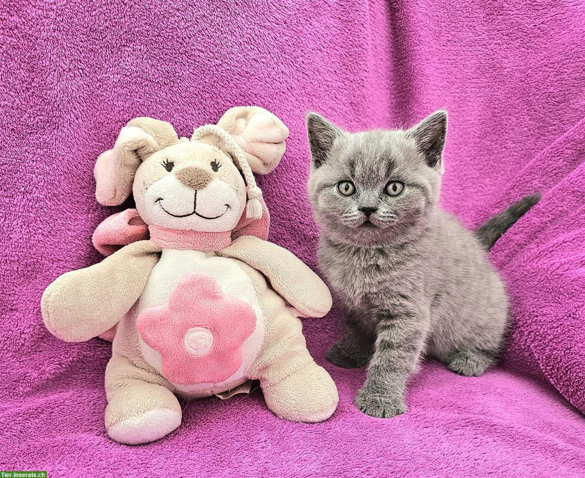 Bild 5: Britisch Kurzhaar Kätzchen zu verkaufen