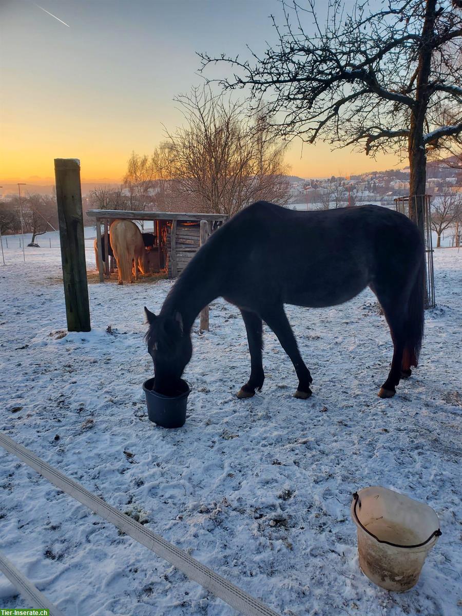 Reitbeteiligung für liebe Berber Stute in Steinmaur gesucht