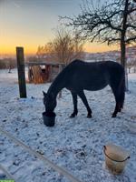 Reitbeteiligung für liebe Berber Stute in Steinmaur gesucht