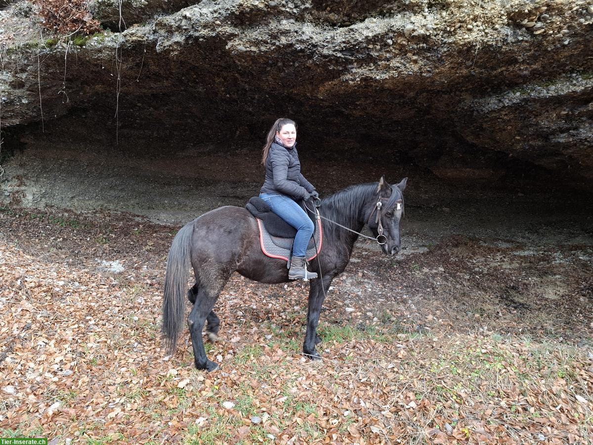 Bild 2: Reitbeteiligung für liebe Berber Stute in Steinmaur gesucht