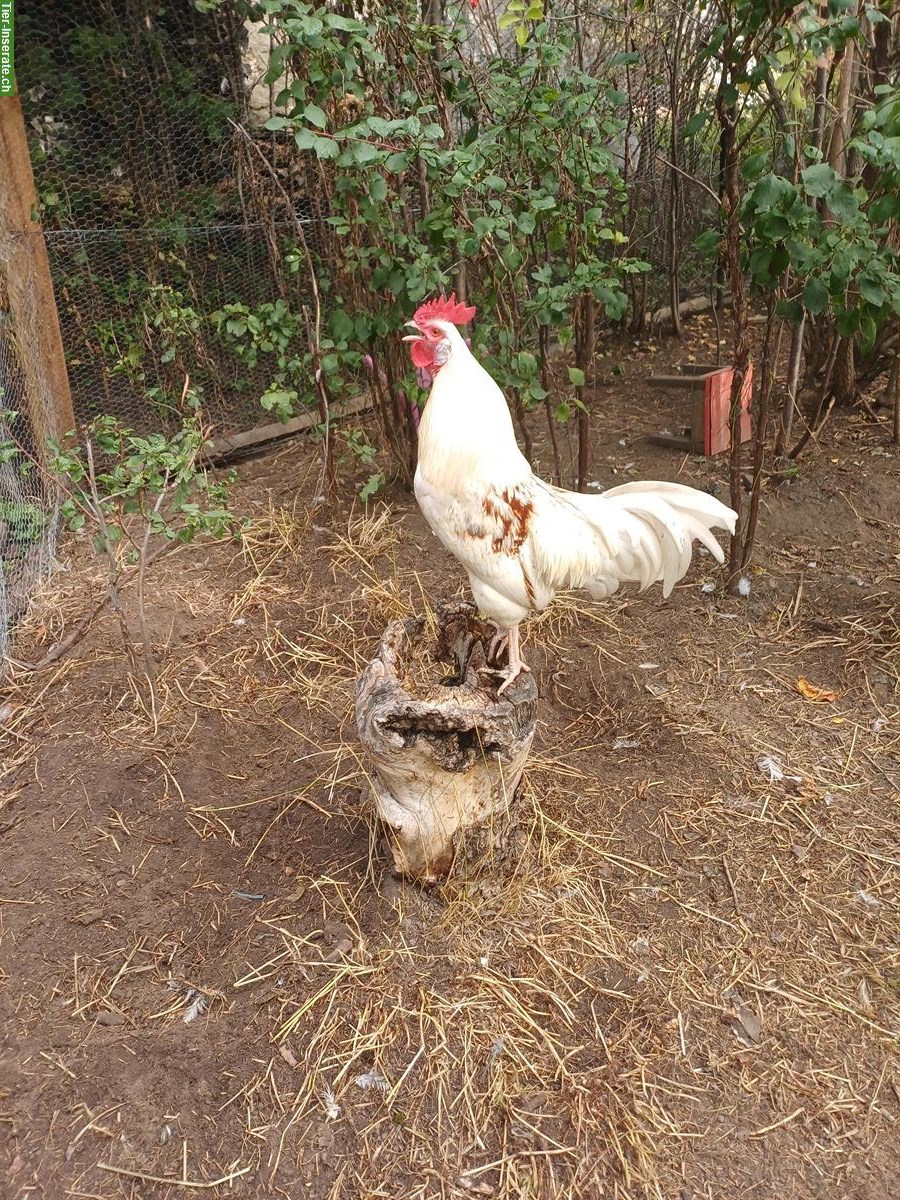 Zutraulicher Junghahn zu verschenken