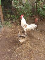 Zutraulicher Junghahn zu verschenken