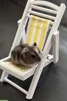 Süsse dsungarische Zwerghamster zu verkaufen