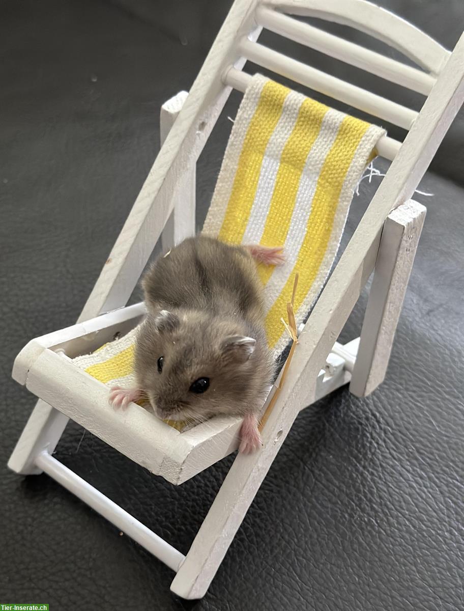 Bild 2: Süsse dsungarische Zwerghamster zu verkaufen