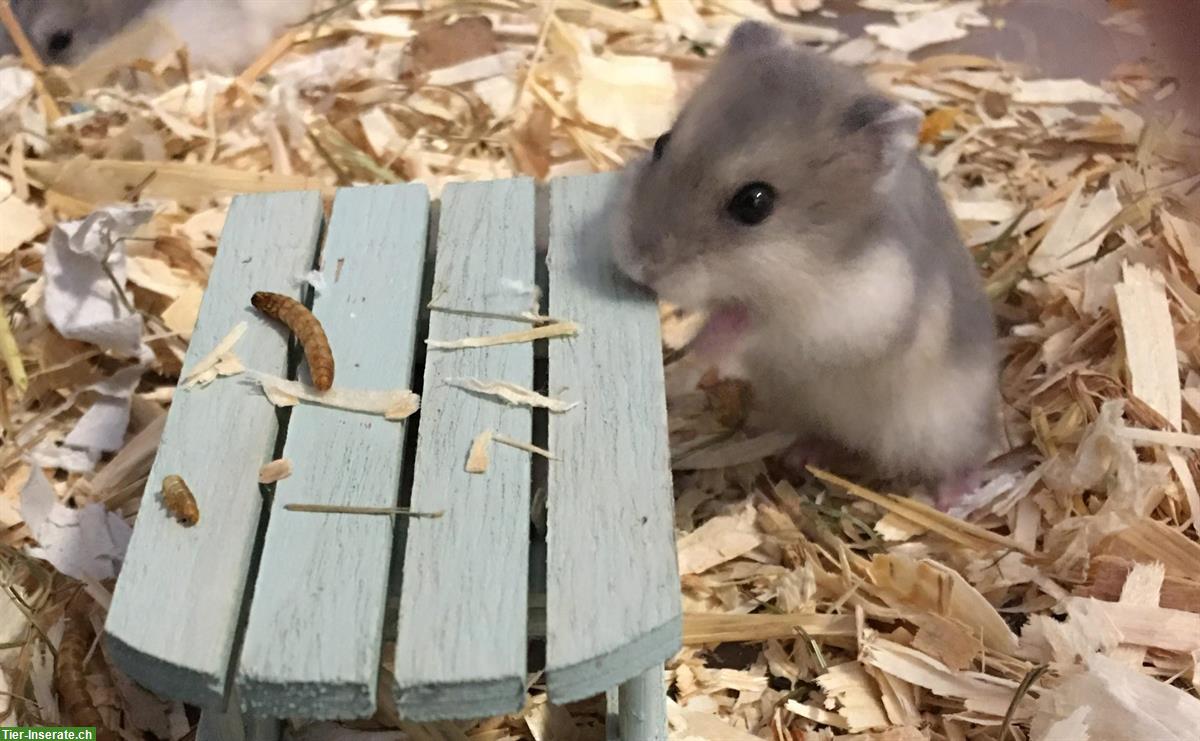 Bild 4: Süsse dsungarische Zwerghamster zu verkaufen