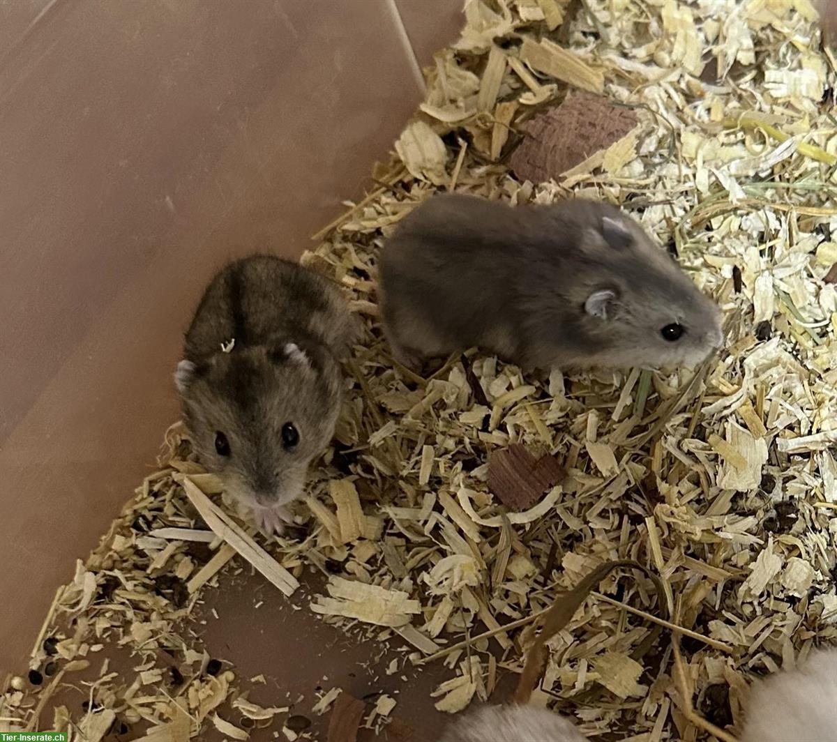 Bild 5: Süsse dsungarische Zwerghamster zu verkaufen