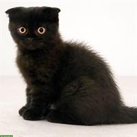 Weibliches Scottish Fold Kätzchen zu verkaufen