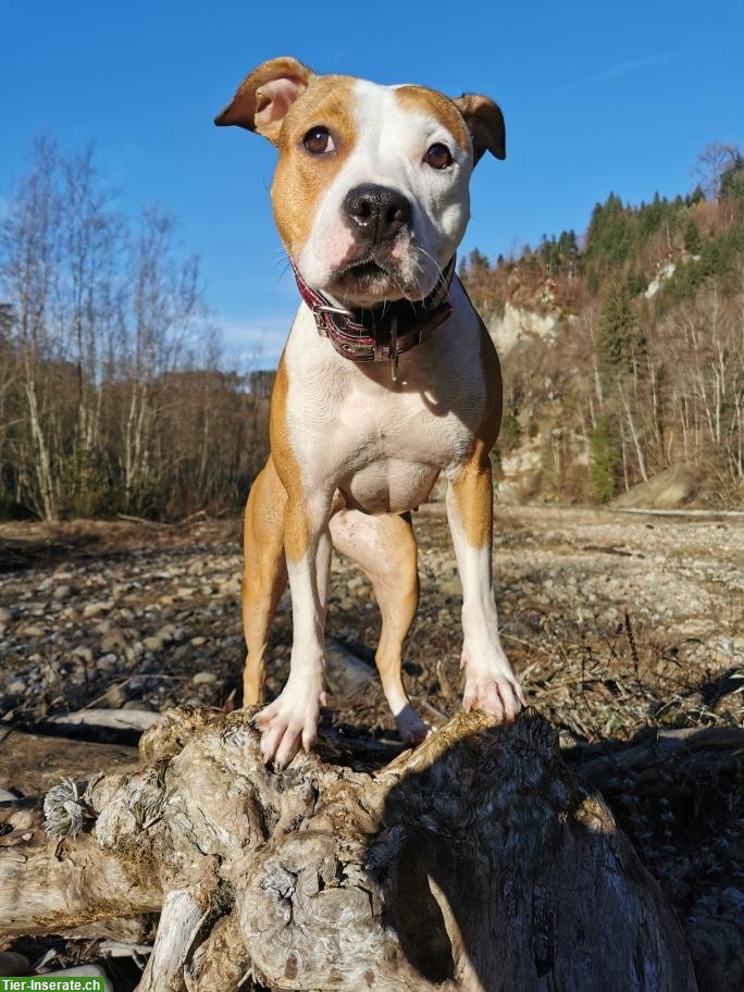 AmStaff Hündin Nylah sucht aktives, liebes Zuhause
