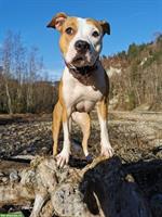 AmStaff Hündin Nylah sucht aktives, liebes Zuhause