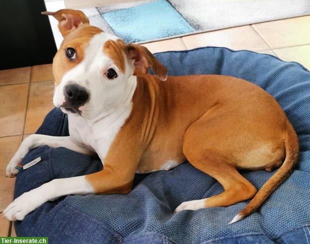 Bild 2: AmStaff Hündin Nylah sucht aktives, liebes Zuhause