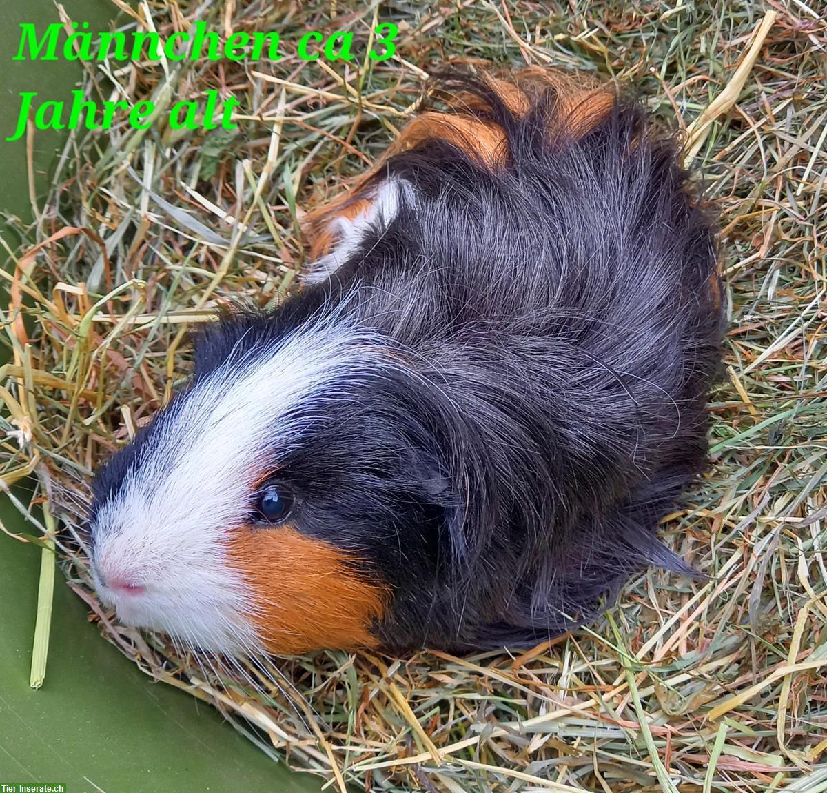 Meerschweinchen Männchen, 3-jährig, kastriert