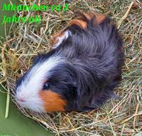 Meerschweinchen Männchen, 3-jährig, kastriert
