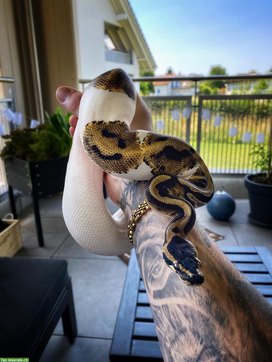Königspython Piebald, männlich