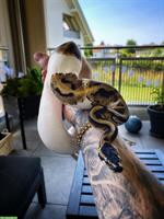 Königspython Piebald, männlich