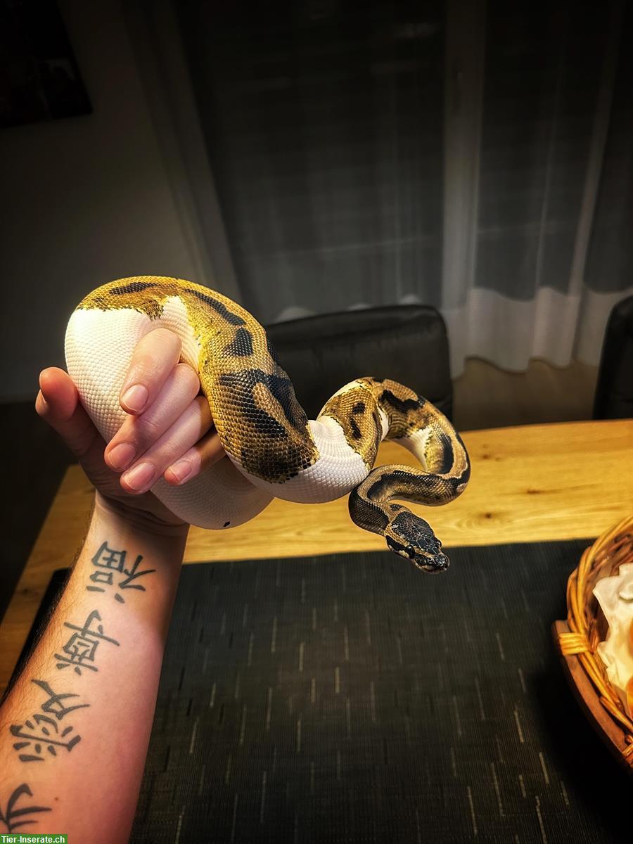 Bild 2: Königspython Piebald, männlich