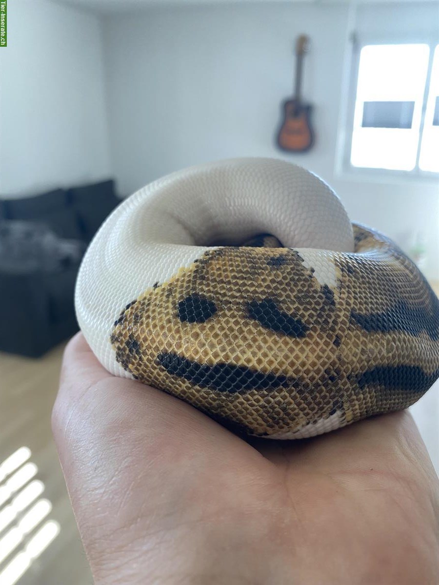 Bild 3: Königspython Piebald, männlich