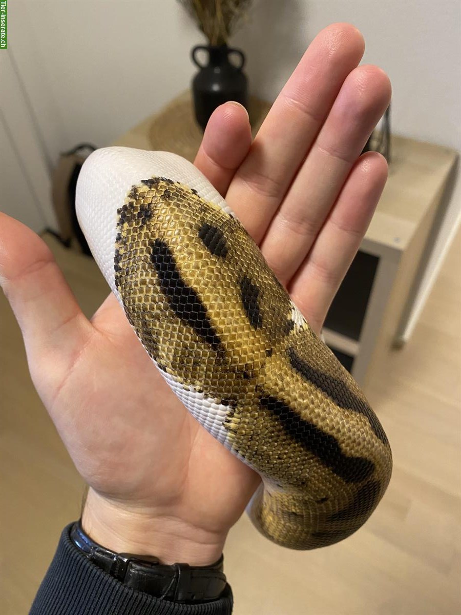 Bild 4: Königspython Piebald, männlich