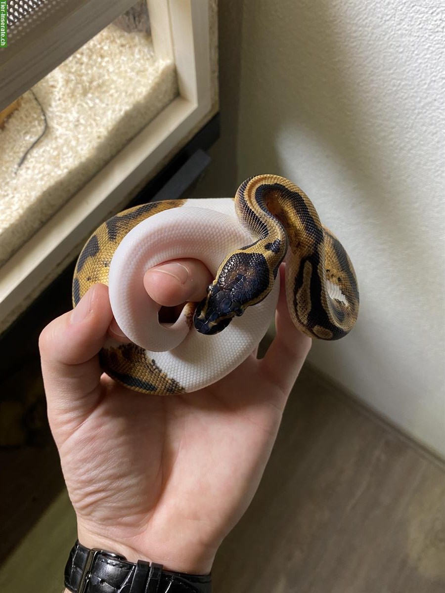 Bild 5: Königspython Piebald, männlich