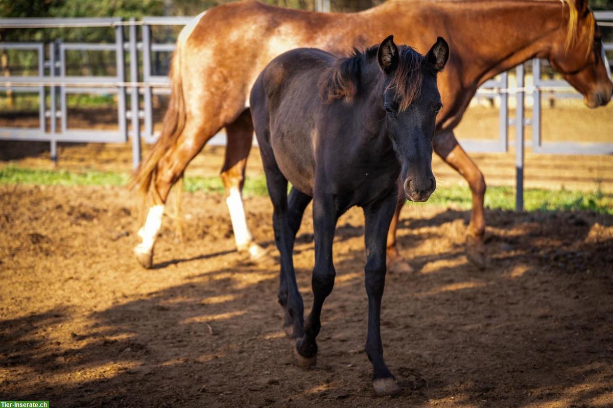 Bild 2: PRE Hengst, roh, Smoky-Black mit Pearl-Gen