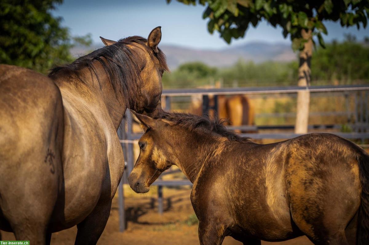 Bild 3: PRE Hengst, roh, Smoky-Black mit Pearl-Gen