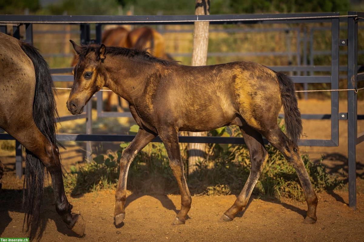Bild 4: PRE Hengst, roh, Smoky-Black mit Pearl-Gen