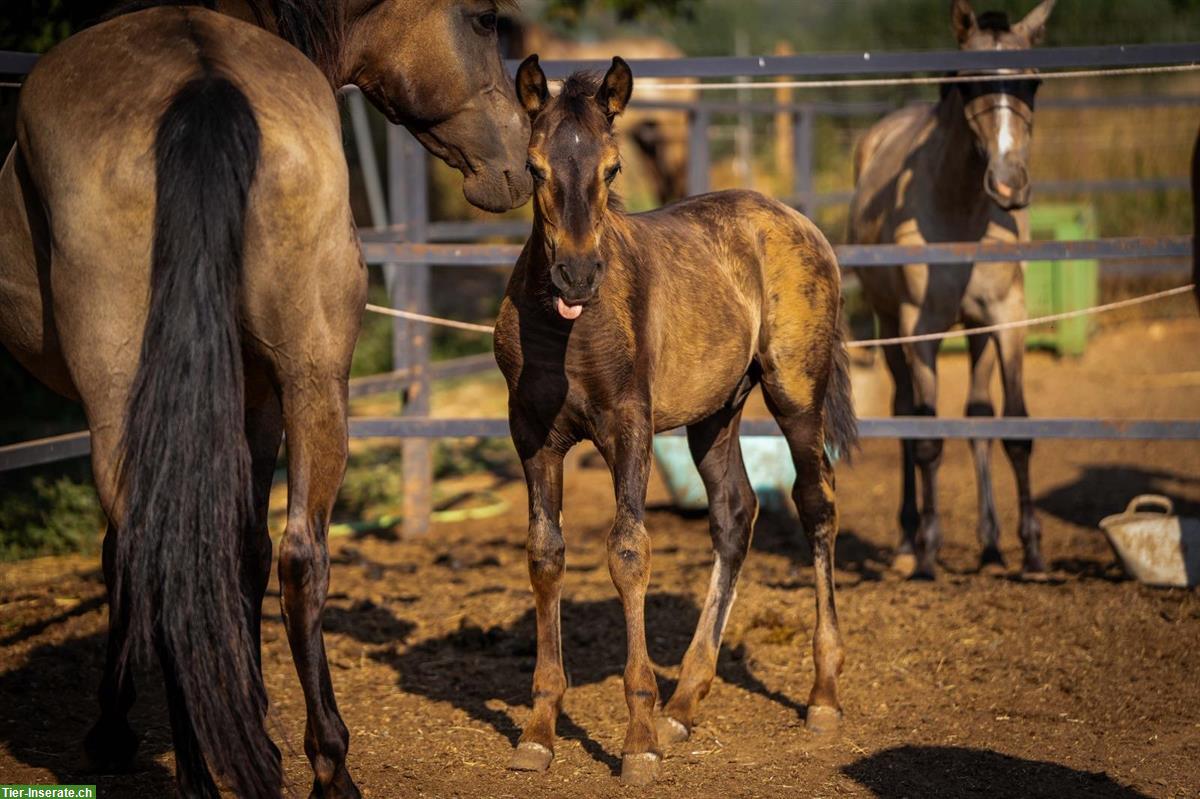 Bild 5: PRE Hengst, roh, Smoky-Black mit Pearl-Gen