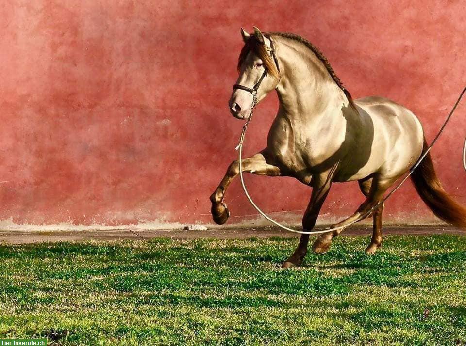 Bild 7: PRE Hengst, roh, Smoky-Black mit Pearl-Gen