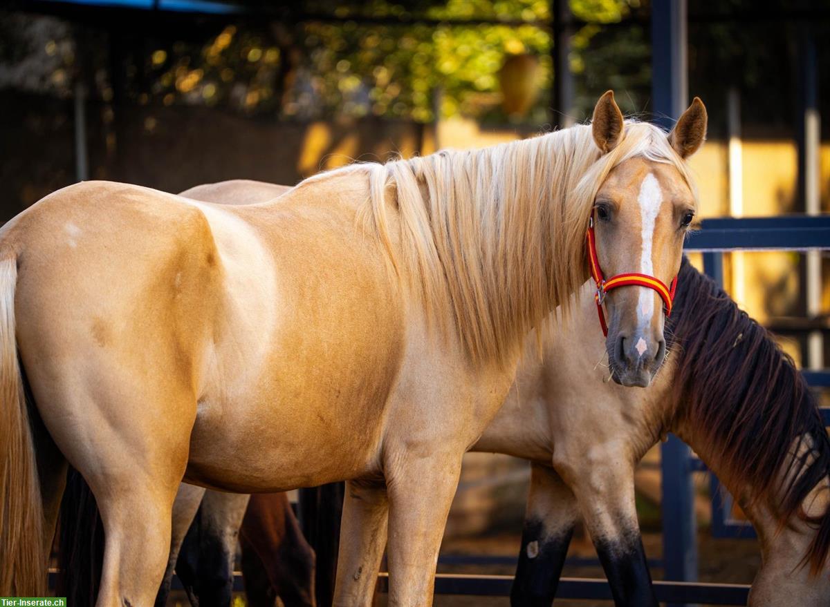 PRE Palomino Hengst Quimba, 3-jährig