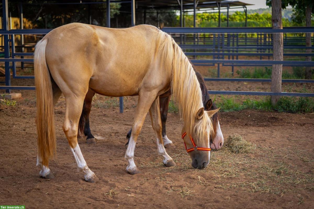 Bild 2: PRE Palomino Hengst Quimba, 3-jährig