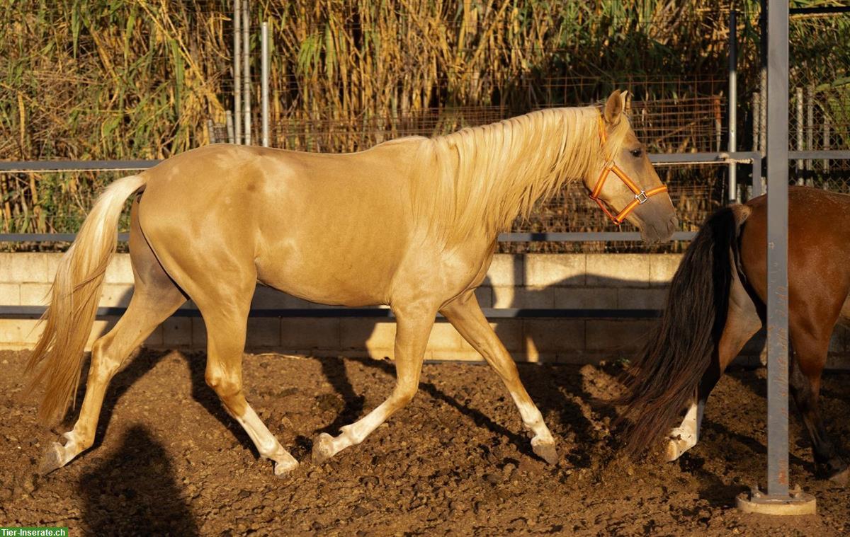 Bild 3: PRE Palomino Hengst Quimba, 3-jährig