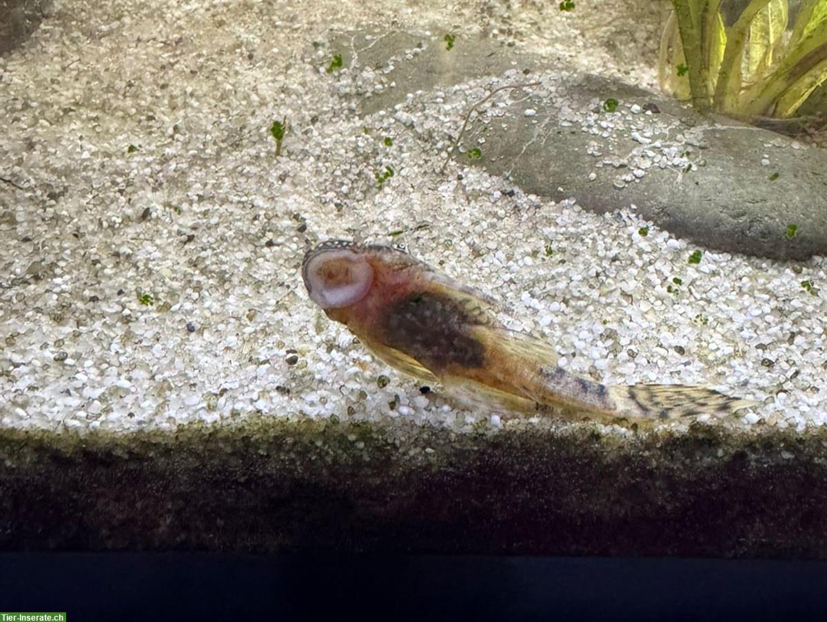 Blaue Antennenwelse zu verkaufen