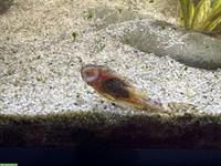 Blaue Antennenwelse zu verkaufen