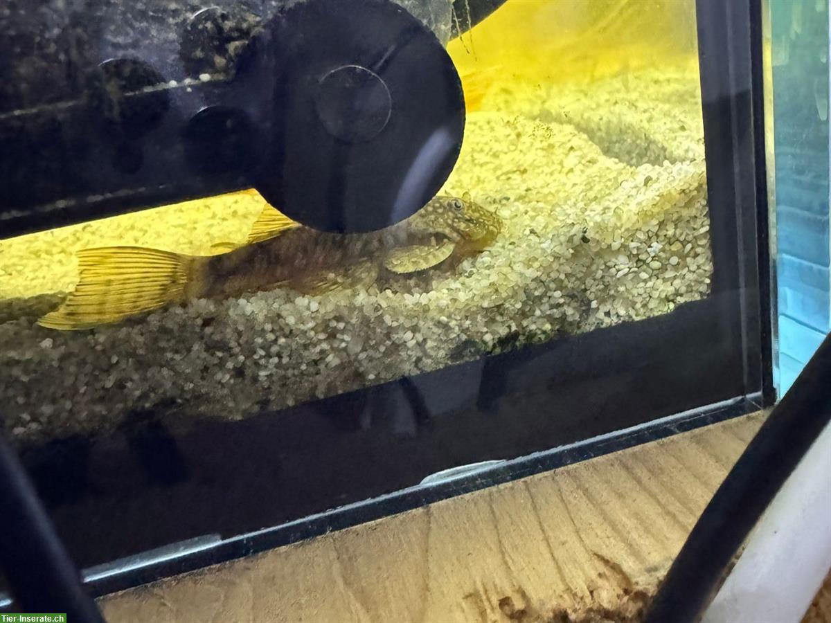 Bild 2: Blaue Antennenwelse zu verkaufen