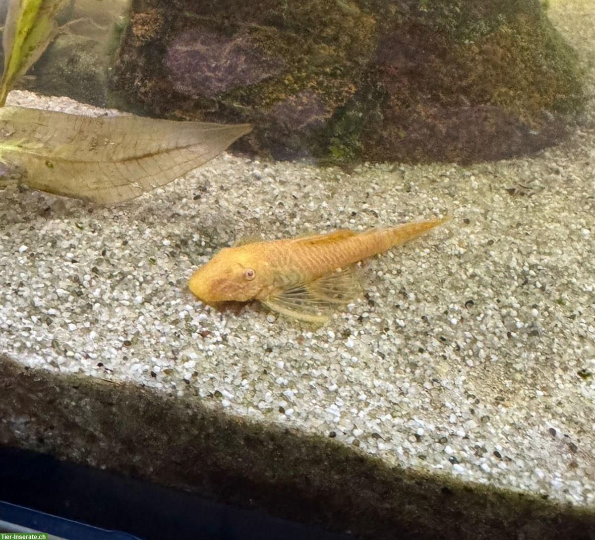 Albino Antennenwelse zu verkaufen