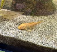 Albino Antennenwelse zu verkaufen