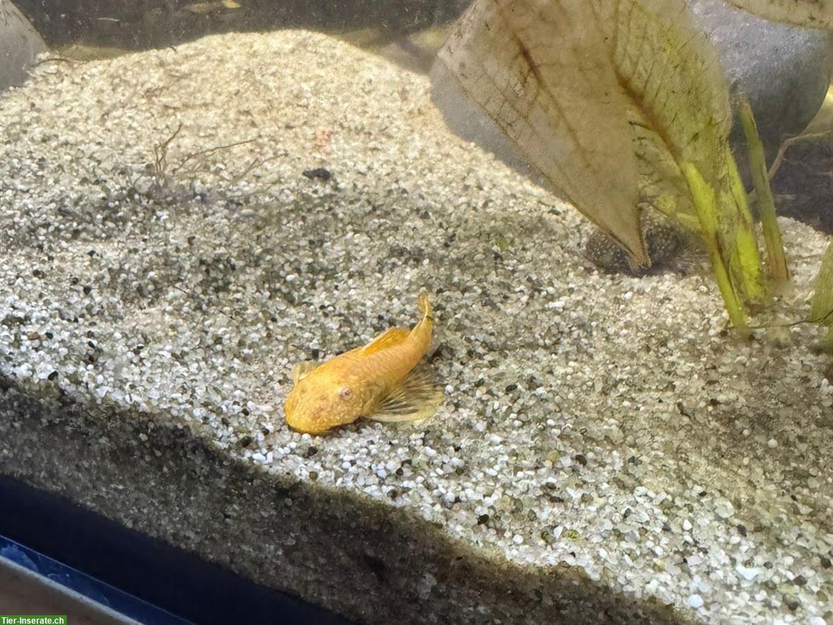 Bild 2: Albino Antennenwelse zu verkaufen