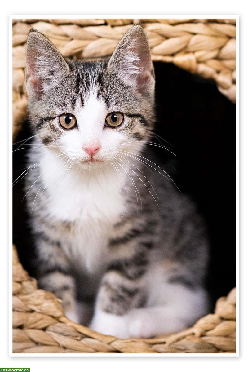 Junge Katzen zu verkaufen