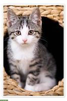 Junge Katzen zu verkaufen