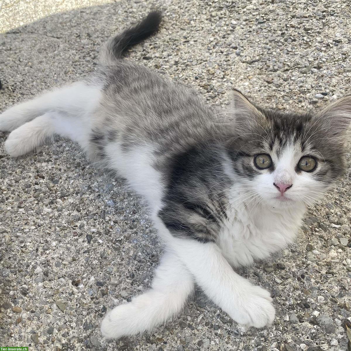 Bild 2: Junge Katzen zu verkaufen