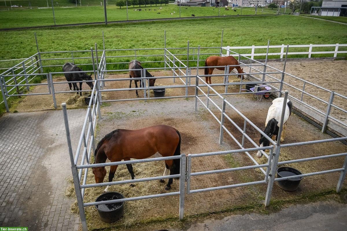 Auslauf- und Innenboxen zu vermieten, Arnegg SG