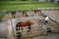 Auslauf- und Innenboxen zu vermieten, Arnegg SG