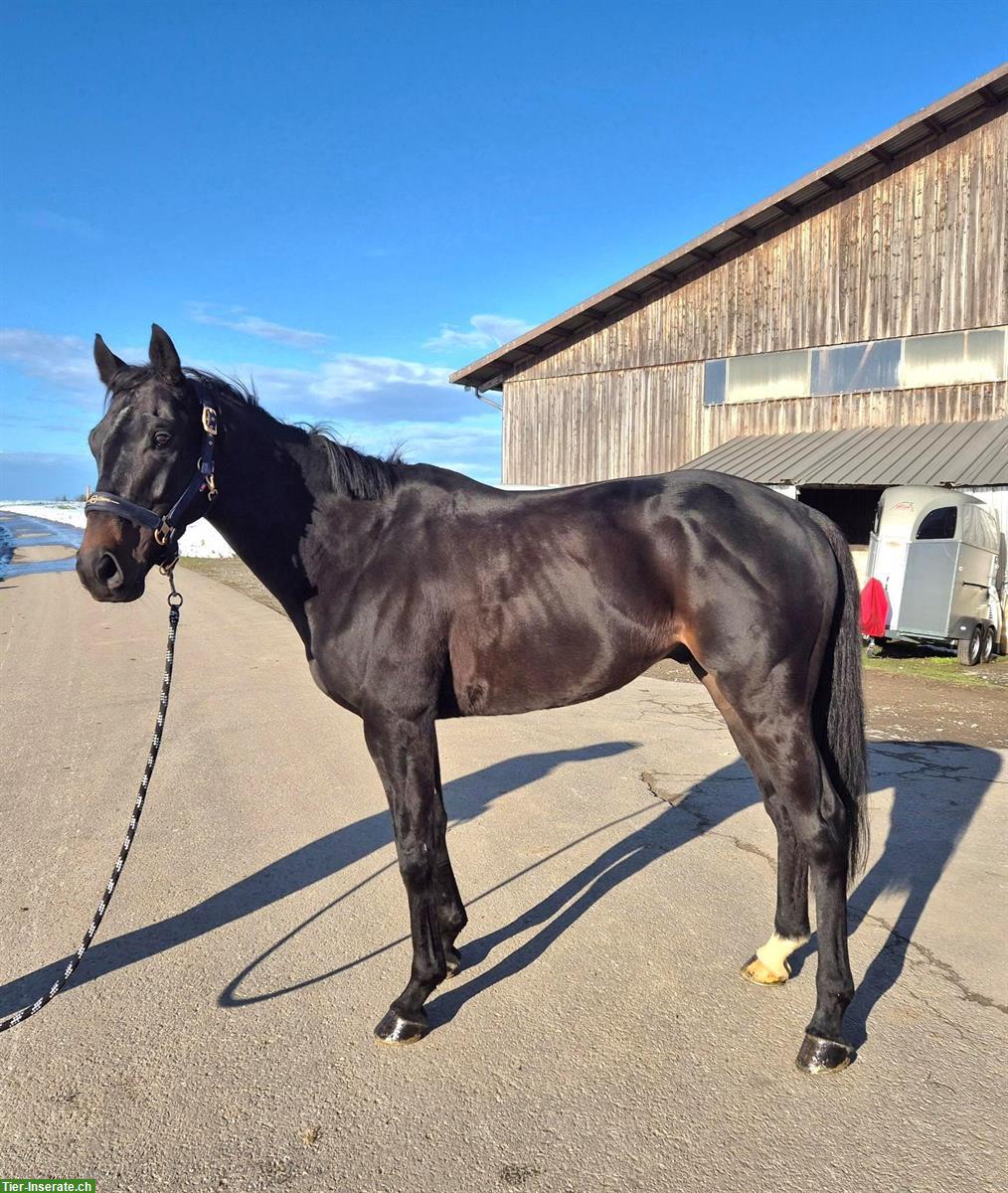 Irisches Vollblut, Wallach, 6 Jahre zu verkaufen