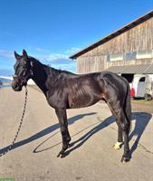 Irisches Vollblut, Wallach, 6 Jahre zu verkaufen