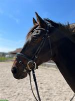 Reitbeteiligung für liebevollen Oldenburger Wallach in Adliswil ZH