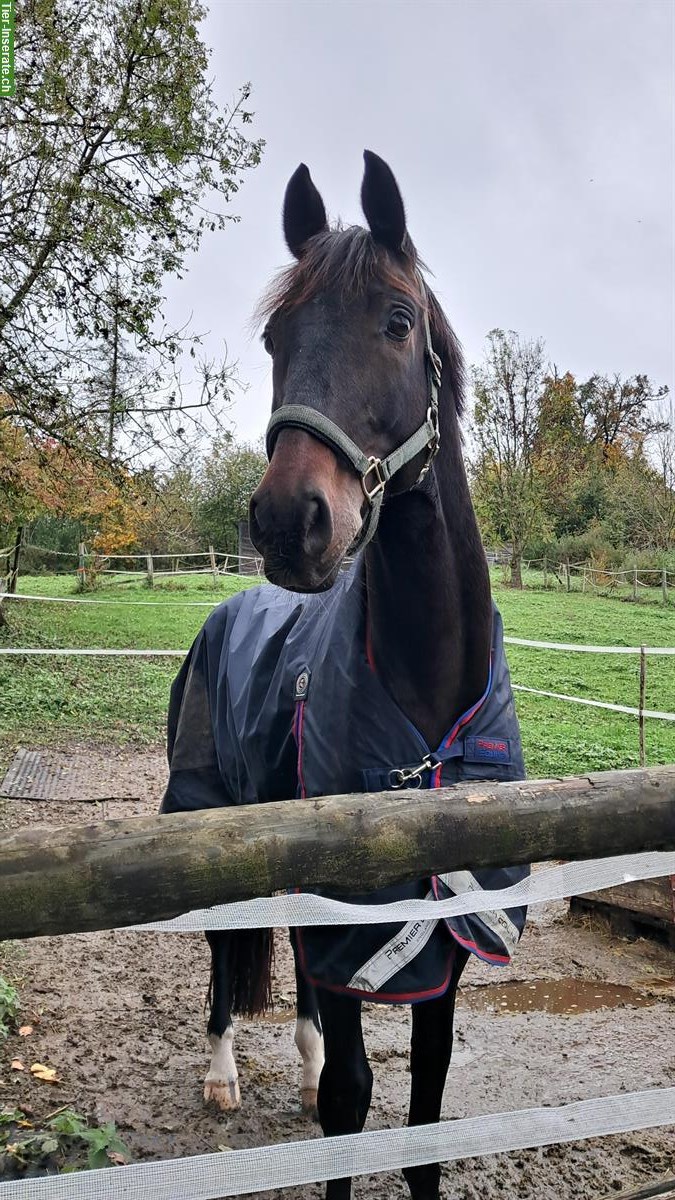 Bild 2: Reitbeteiligung für liebevollen Oldenburger Wallach in Adliswil ZH