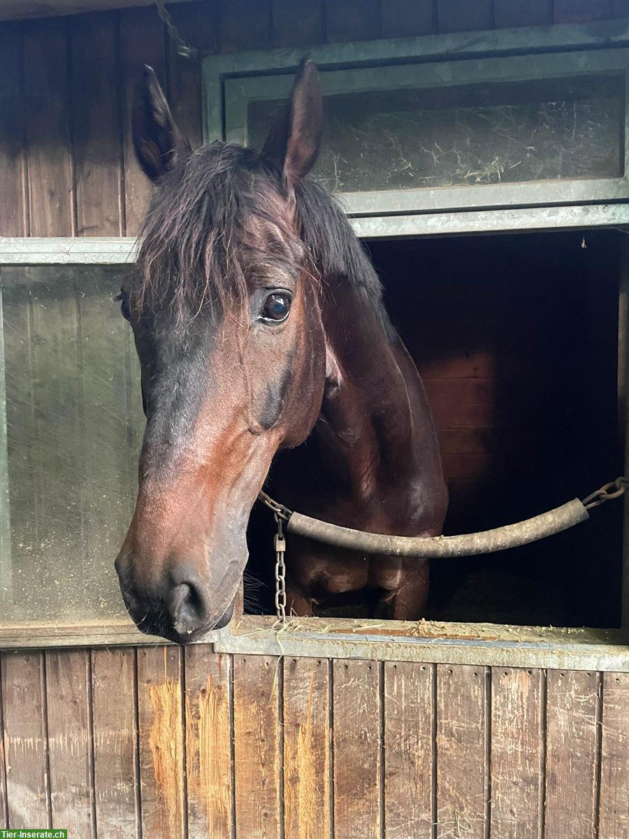 Bild 3: Reitbeteiligung für liebevollen Oldenburger Wallach in Adliswil ZH