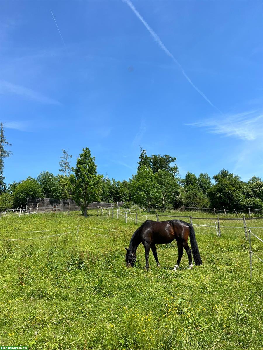 Bild 5: Reitbeteiligung für liebevollen Oldenburger Wallach in Adliswil ZH